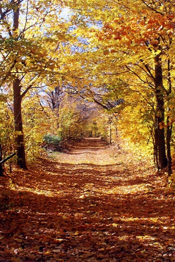 chemin sous les arbres l'automne